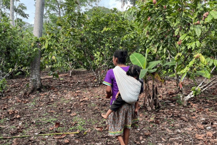  Una integrante de Sani Warmi camina por la parcela de cacao de las mujeres. Foto: Ana Cristina Alvarado 